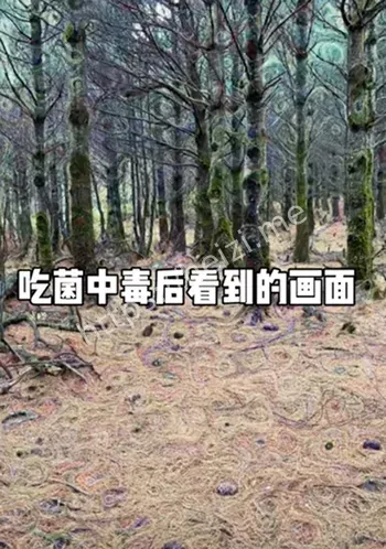 野生菌科普