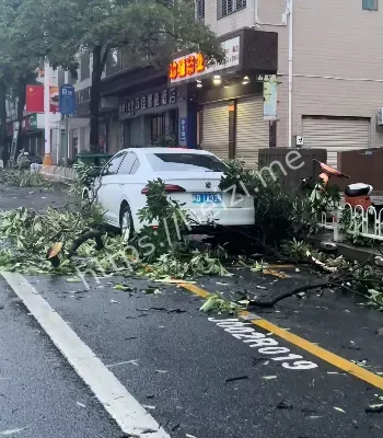 台风杨柳