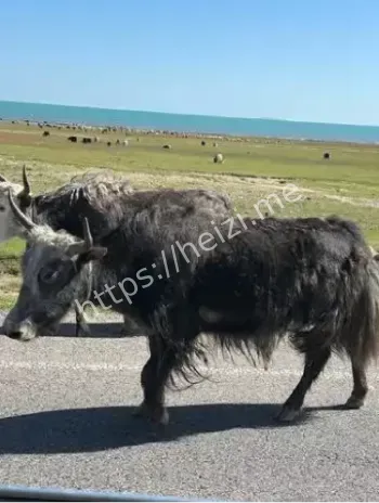 赔偿争议