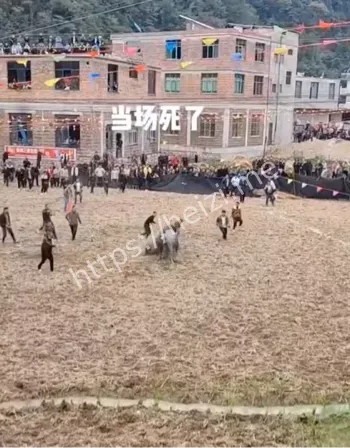 贵州斗牛