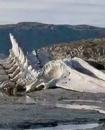 辽宁营口巨型生物