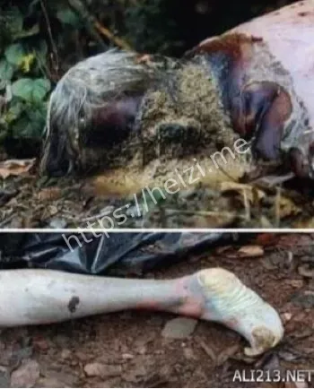 人油腌肉