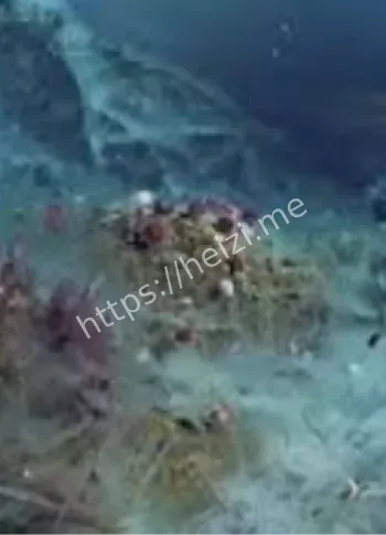 海底生物