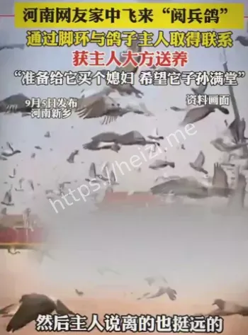 戴脚环鸽子