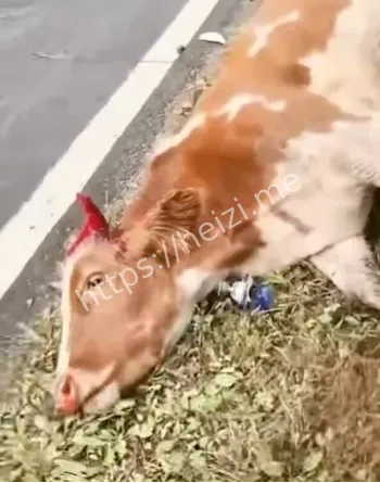 超速酿惨剧