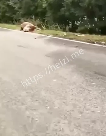 货车撞牛群