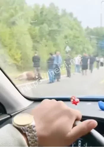 16头牛死亡