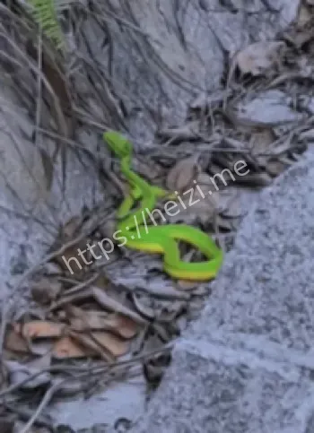 眼镜蛇咬伤防范