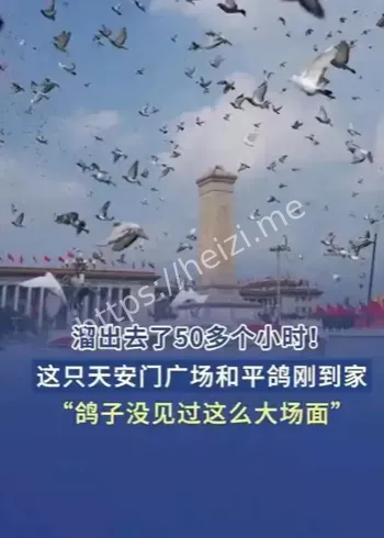 和平鸽50小时晚归事件
