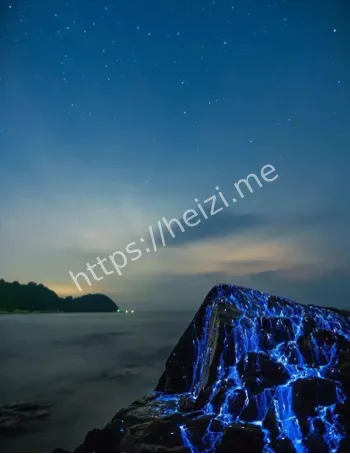 茂名海湾蓝眼泪揭秘