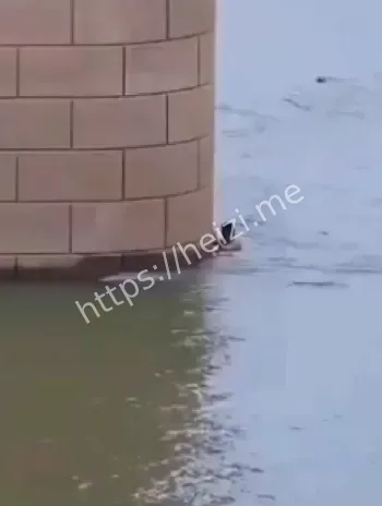 女孩喝酒跳江内幕