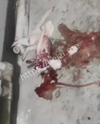 每只小猫惨死残忍手段