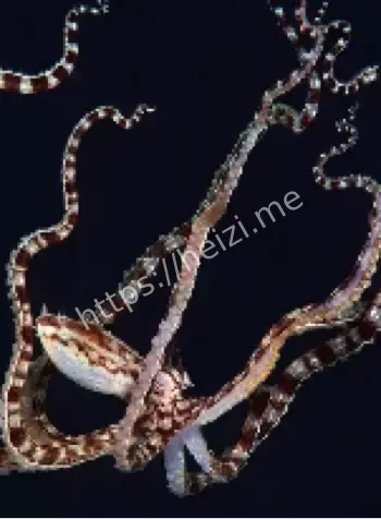 拟态章鱼伪装海底生物