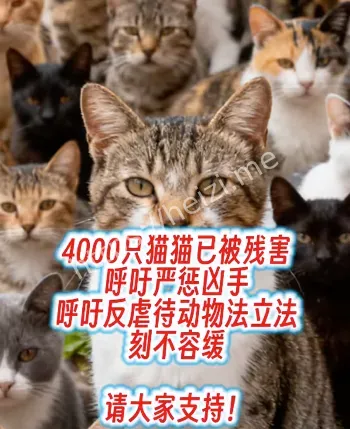 虐猫律师姚远