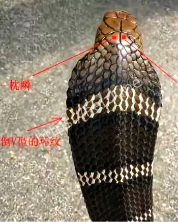 乌梢蛇