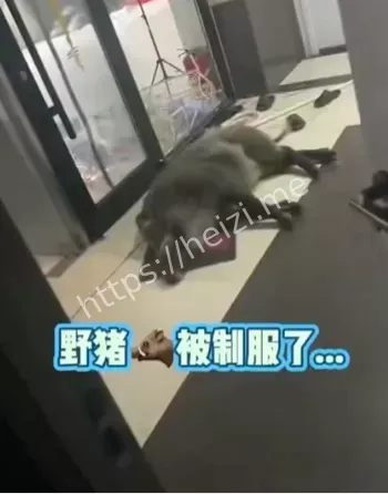 金水岸小区