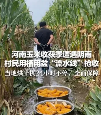 河南玉米收获季