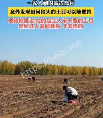游客内蒙古捡土豆