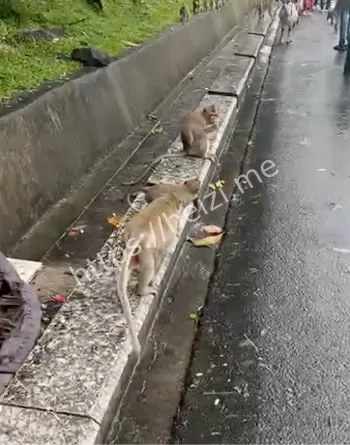 国庆猴子山景区管理乱象