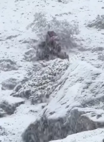 西藏应急管理厅通报分析