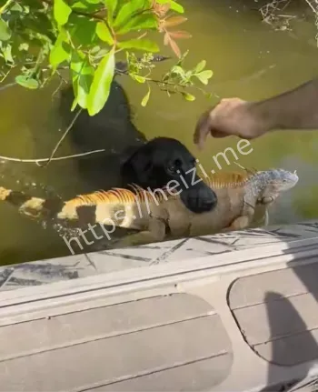 池塘捕蟒蛇惊险瞬间