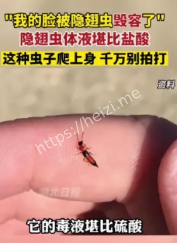 洛阳隐翅虫工地爆发