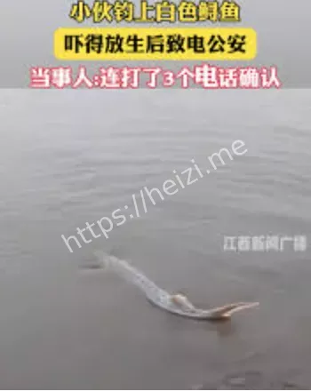 重庆小伙钓到白鲟放生