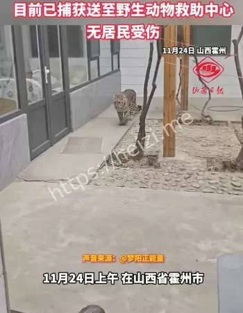 村民家中惊现不速之客