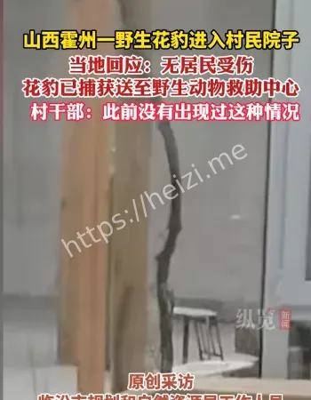 野生豹子深夜造访