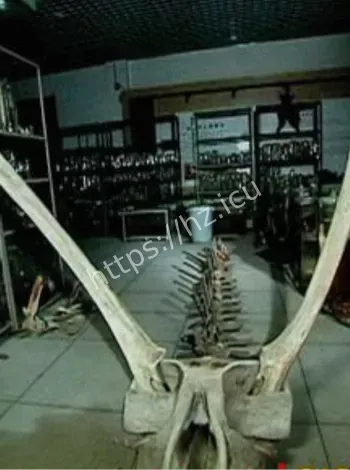 活龙现身目击细节