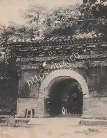 惊现红色狐狸