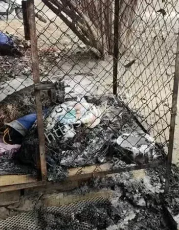 萨摩耶被活活烧死