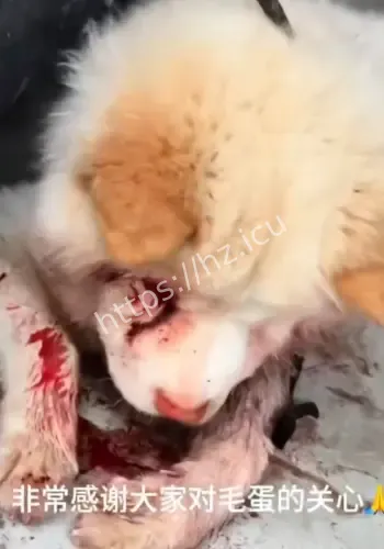 半夜狂砍邻居狗