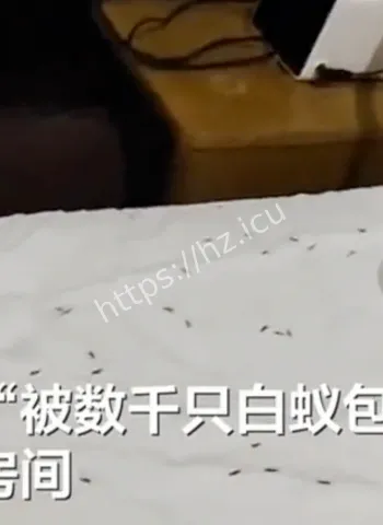 酒店白蚁入侵