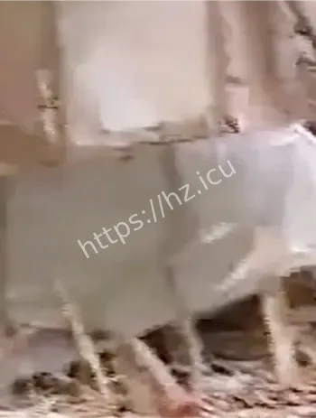 父亲坚持不葬女儿