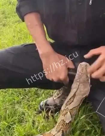 现实版许仙遇险