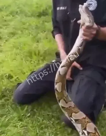 男子命根子