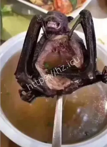 当地人现场吃蝙蝠喝蛇血