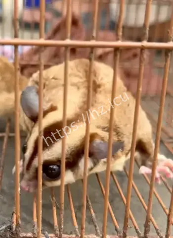 探访东南亚最硬核国家