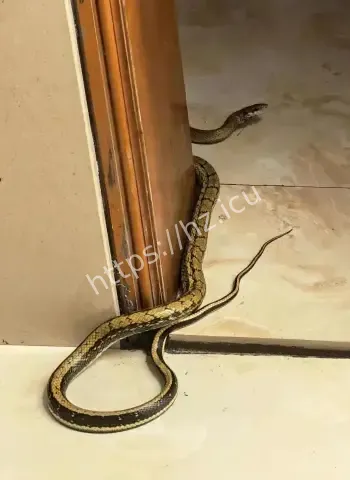 被蛇咬伤摘饰品